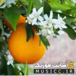 دانلود اهنگ های شاد بندری آغاسی ریمیکس بیسدار به صورت یکجا